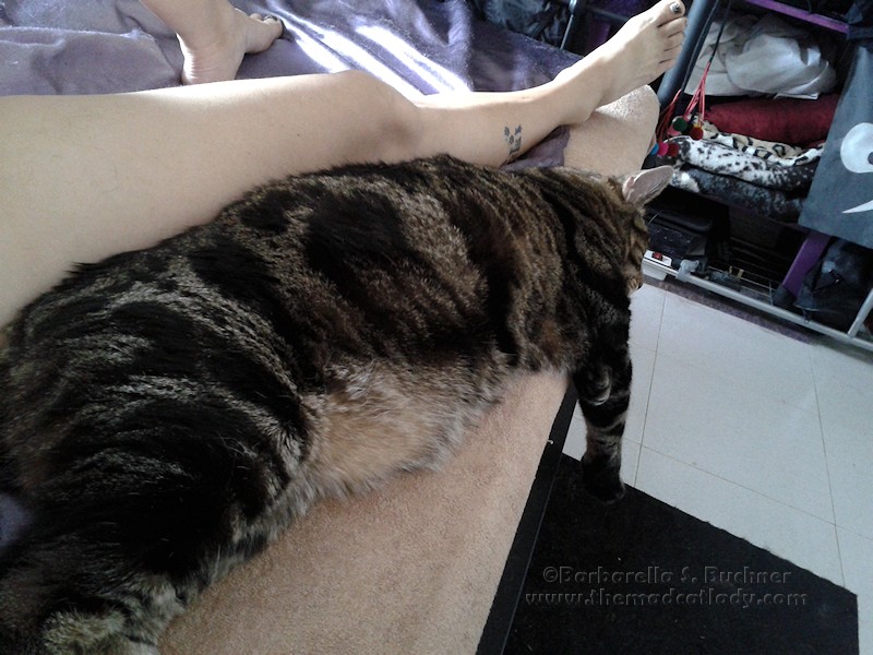 Lugosi likes to be close to me…