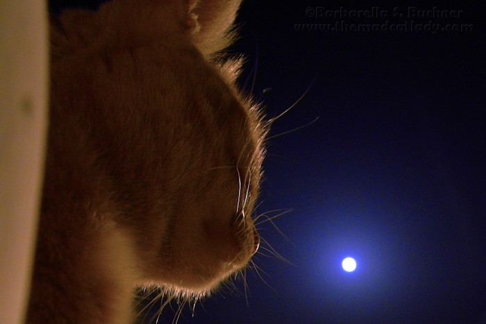 Ruby under the Full Moon