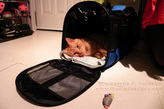 Wanna go to the Vets, anyone?