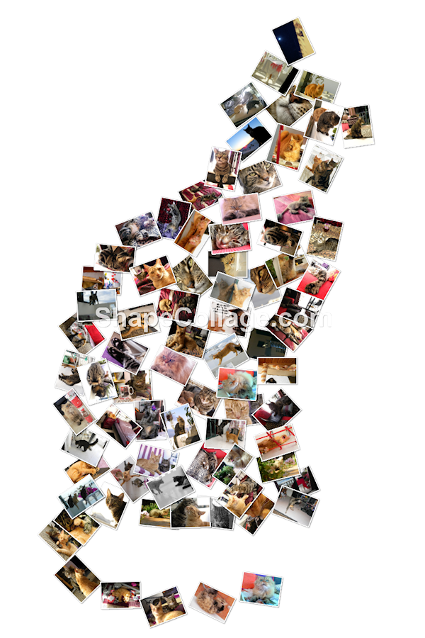 Happy World Cat Day everyone!