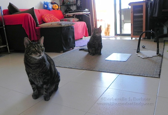 Purrfect Spacing between Cats