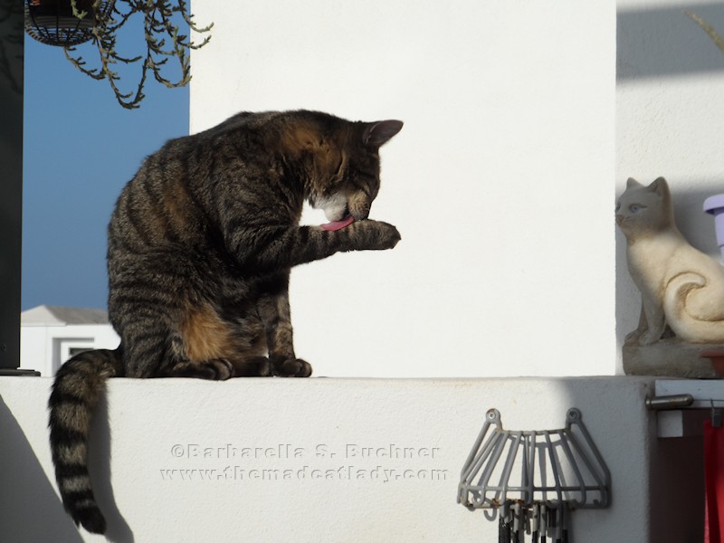 Spider´s Morning Wash