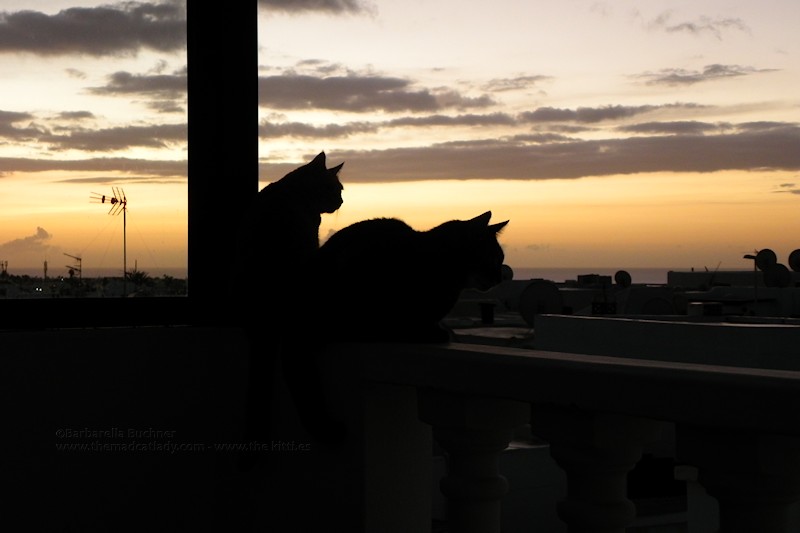 Kitty Silhouettes at Dawn