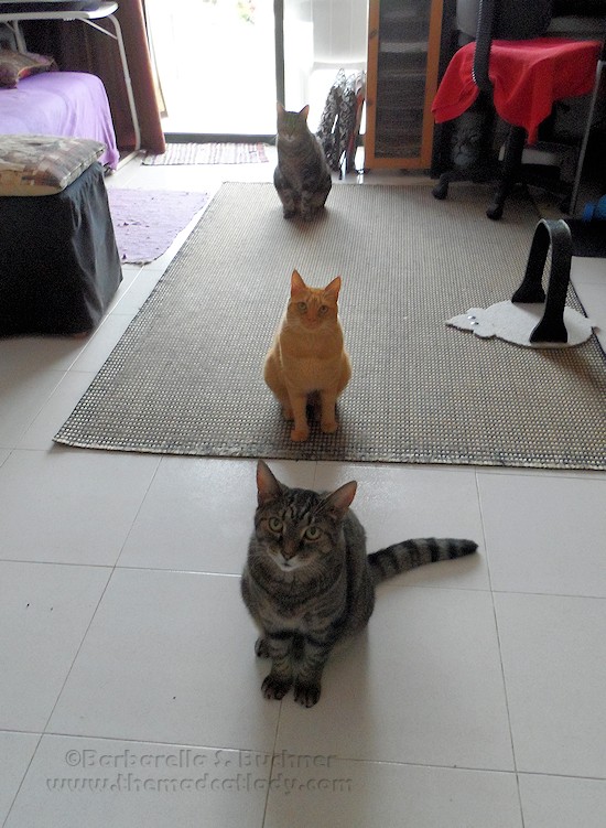 3 Kitties in a row….