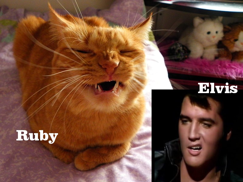Ruby v. Elvis