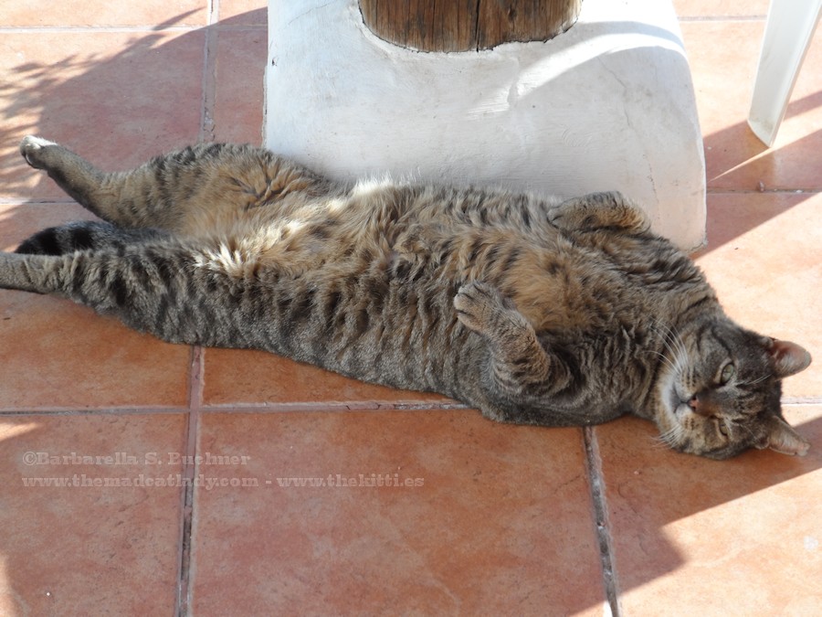 Tubby Tabby Tummy