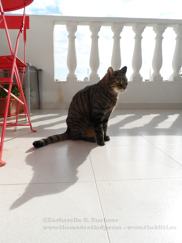 Spider´s Impression of a Rabbit