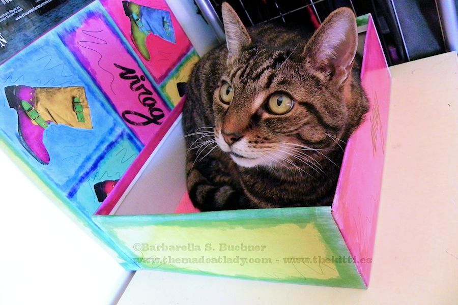 Spider´s New Box Bed