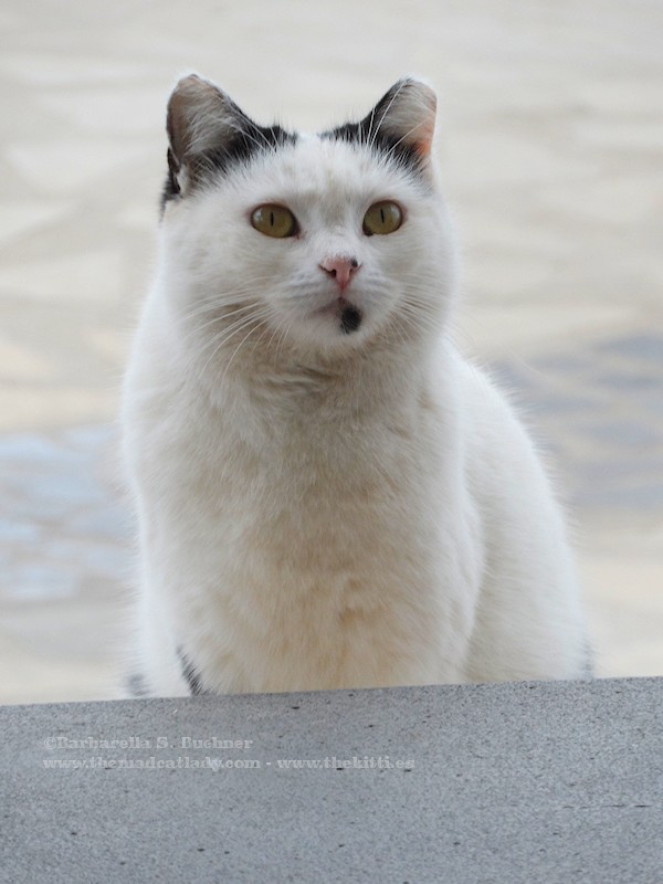 unusual markings The Mad  Cat  Lady 