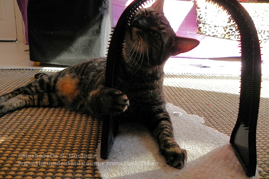 Spider´s Arch Groomer