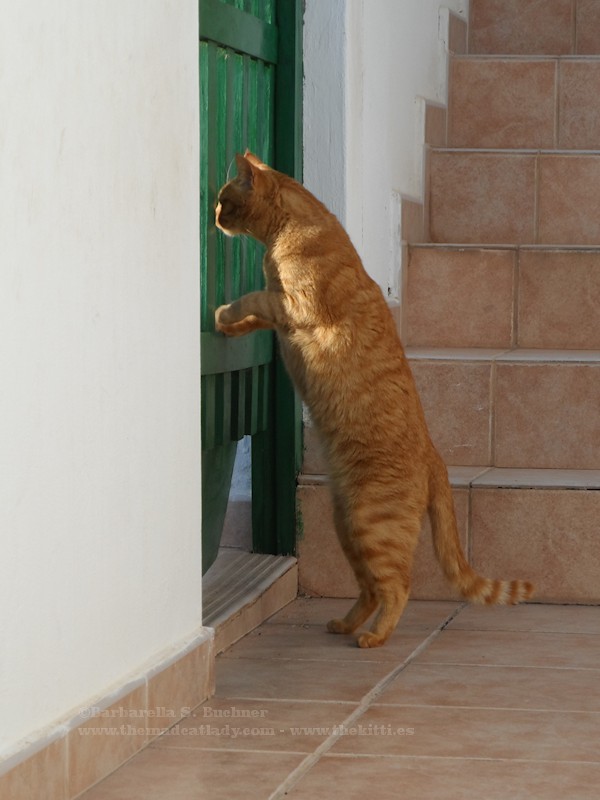 Meercat Cat