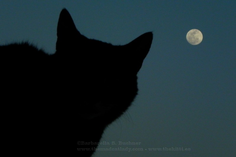 Kitty in the Moon