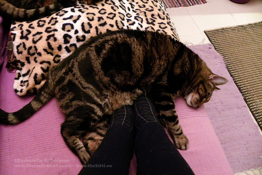 Cold Feet? Grab a Cat!