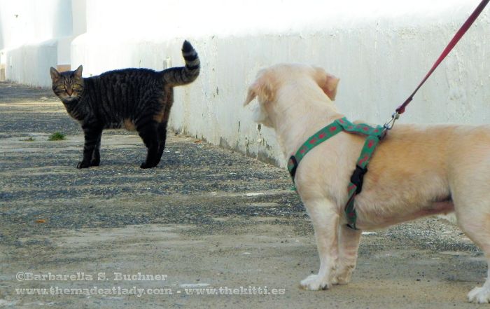 Close encounter of the Kanine Kind