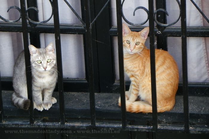 Kitties behind Bars