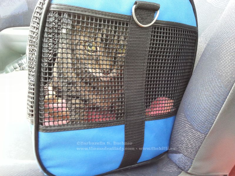 No! Not to the dreaded vets again…. :(