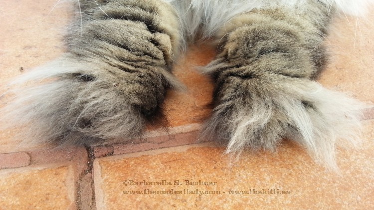 The fluffiest paws… EVAH!