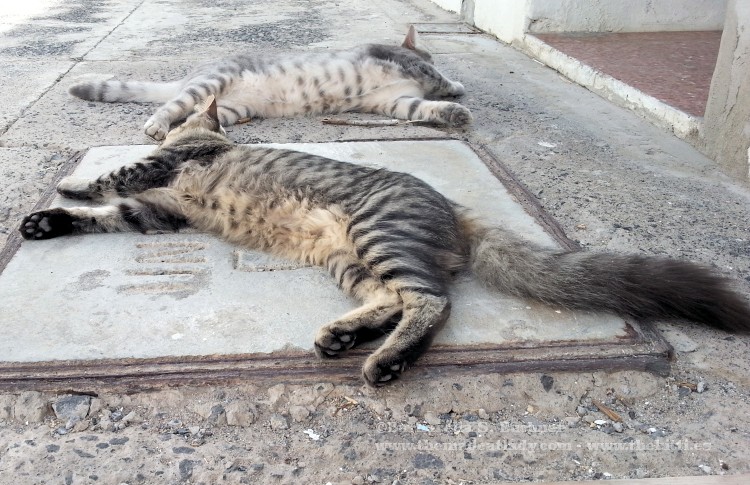 Two dead cats in the street…