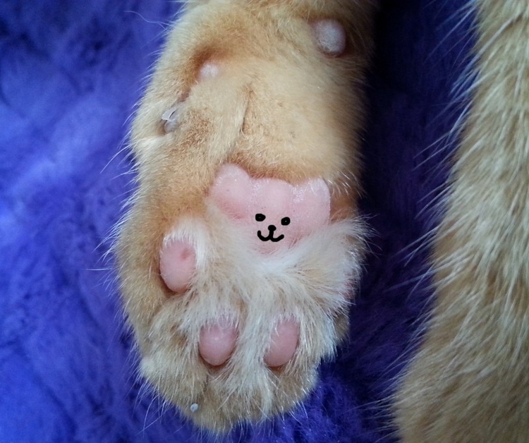 cat's paw teddy bear
