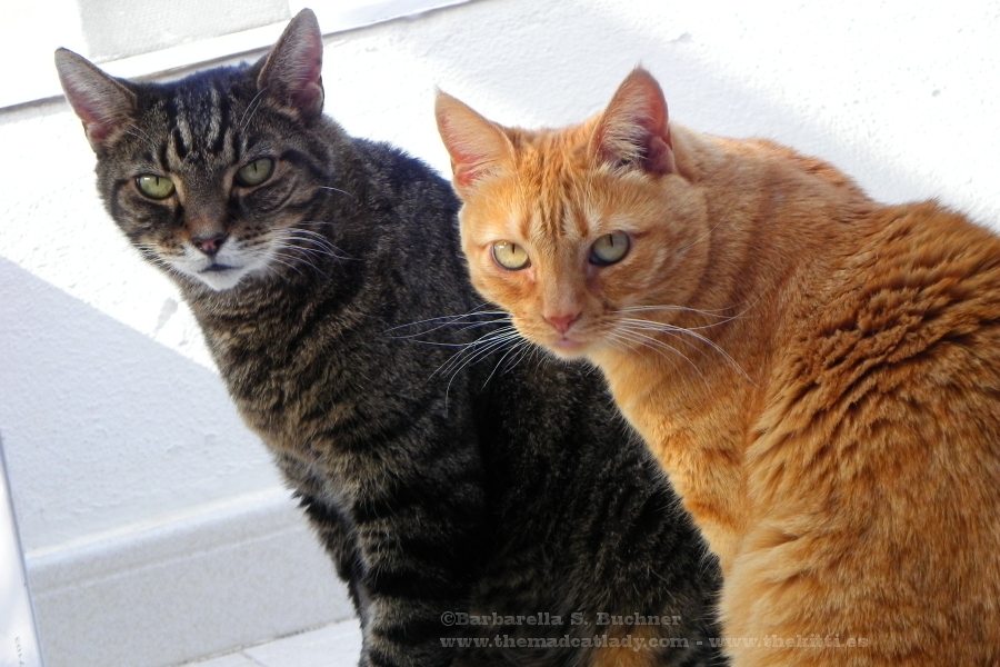 Feline Partners in Crime