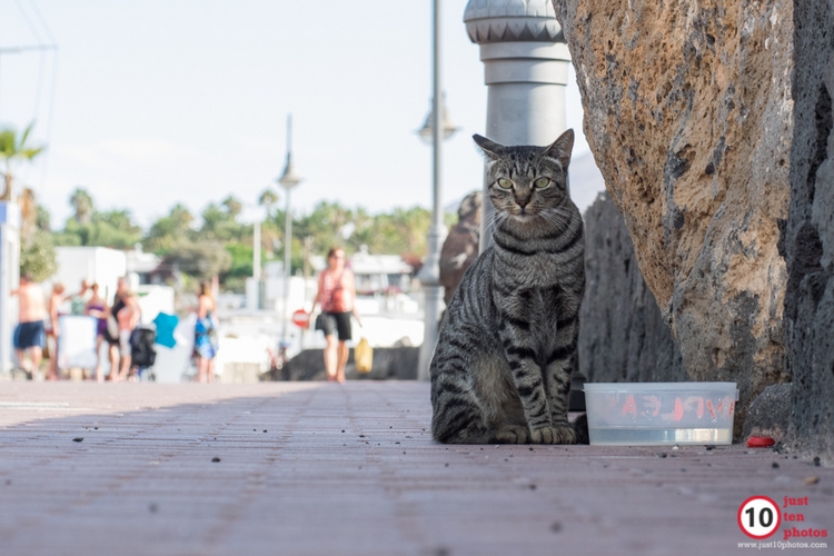 Just 10 Photos and the Cats of Lanzarote