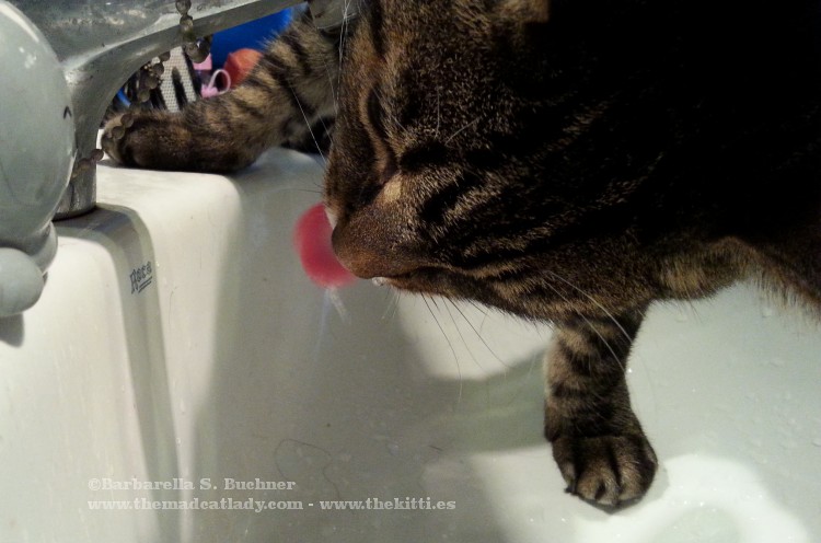 Thirsty Kitty