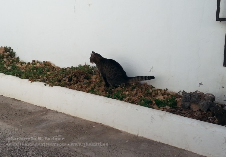 Watering the neighbour´s flower bed…
