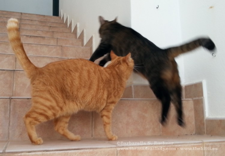 Cat levitates other Cat