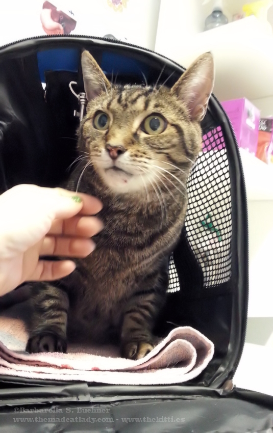 Spider at the Dreaded Vets!