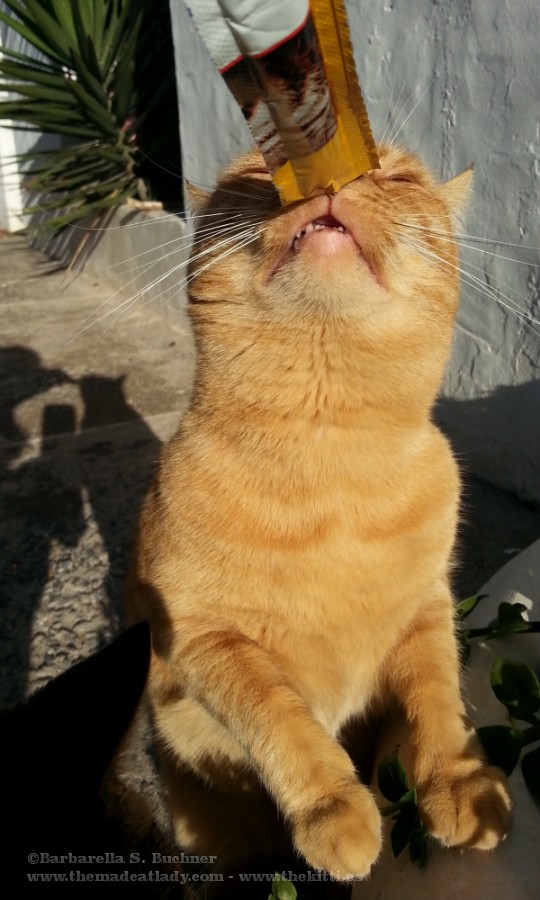 Ruby turned 5 last Tuesday…