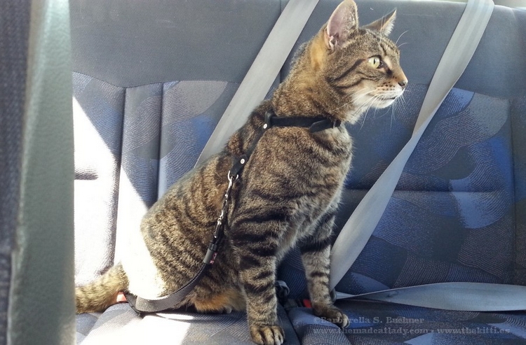 SpiderCat in Car