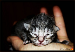 Kitten needs rescuing? Think again….
