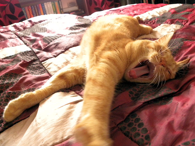 Pics of Ruby Yawning