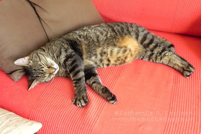 Spider´s Spotty Tummy