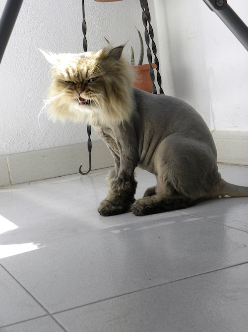 Lion shaved best sale cat