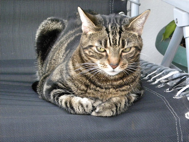 Lugosi Plotting World Domination