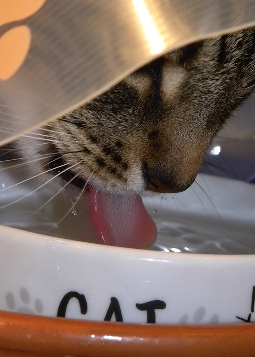 Slurping Water with a Satellite Dish round his neck…