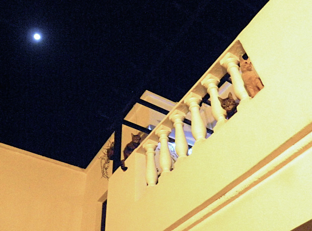 3 Kitties on the Balcony in the moonlight…