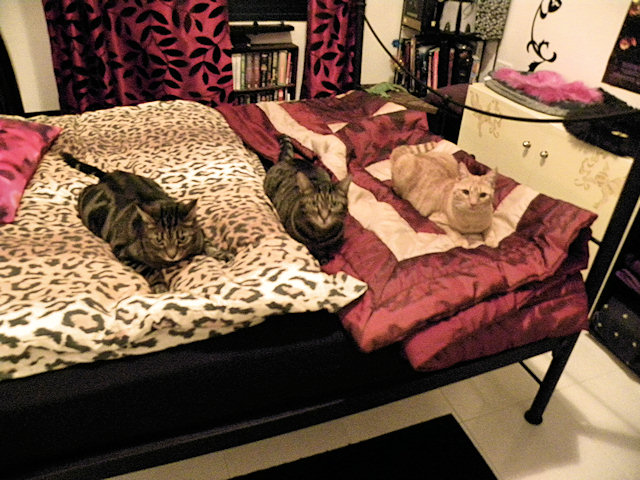 Random Thursday Kitty Pic Post