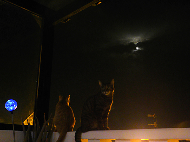 Kitties in the moonlight