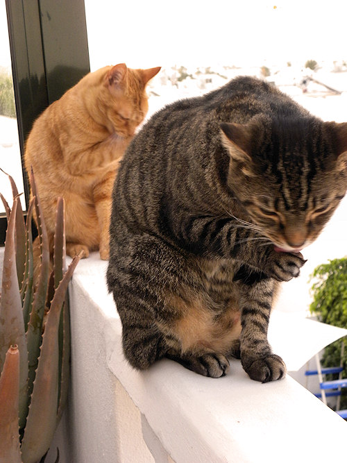 Synchronised Morning Wash