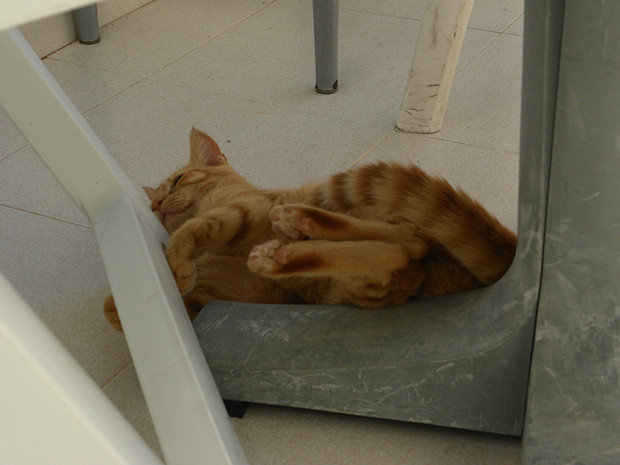 Found Ruby asleep…