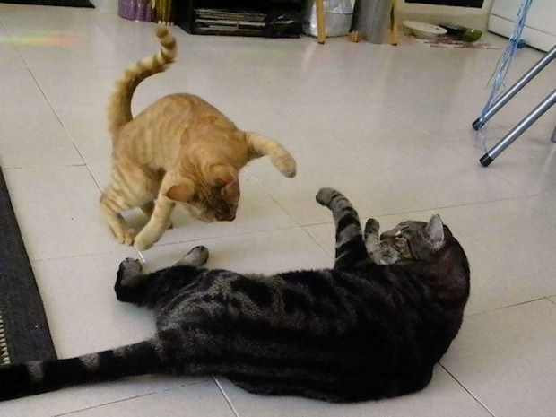 Kitten Attack!