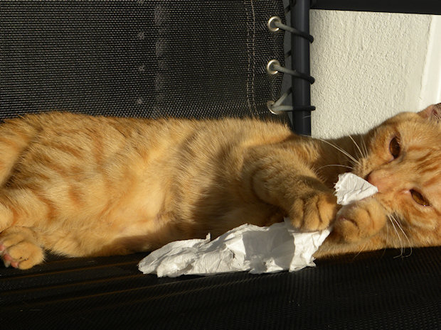 Ruby loves shredding tissue paper…
