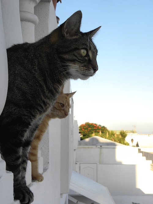 Kitty Neighbourhood Watch