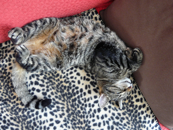 Comfy Kitty Posishe