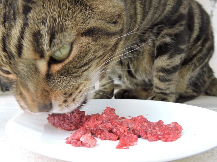 Best Food for Cats: Raw!