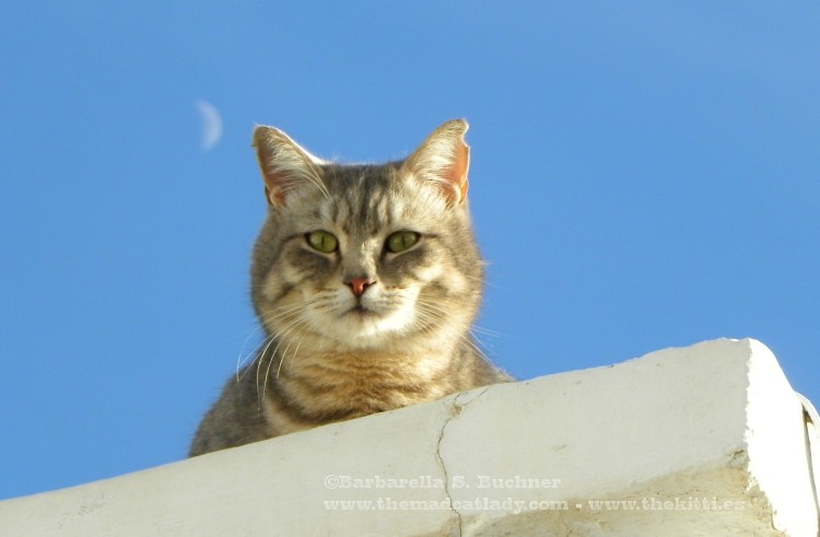  Cats  in the Hood The Mad  Cat  Lady 