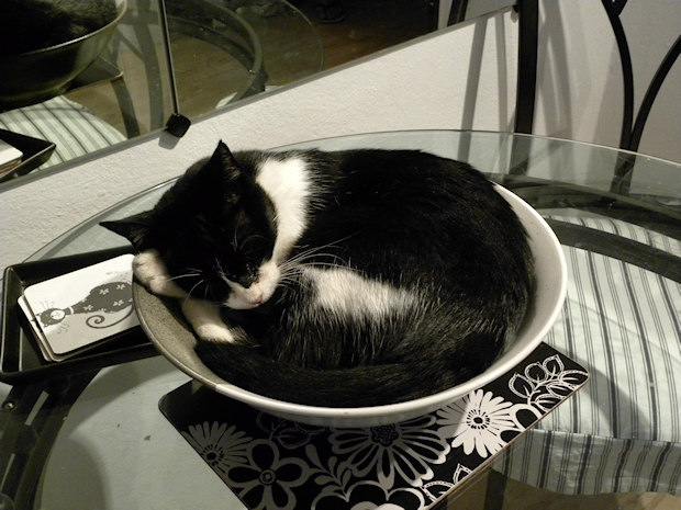 Cat in a Bowl