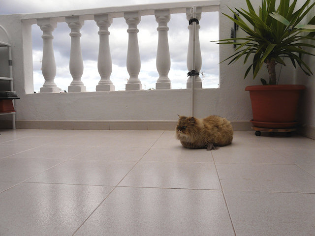 Lonely Kitty Loaf…